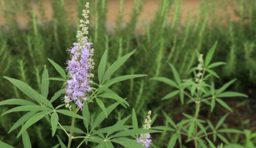 西洋ニンジンボクのすべて：特徴から育て方、成長記録まで徹底解説