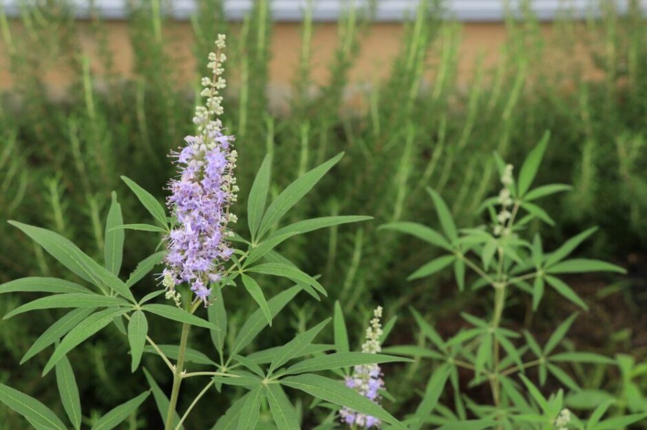 爽やかな西洋ニンジンボクの花