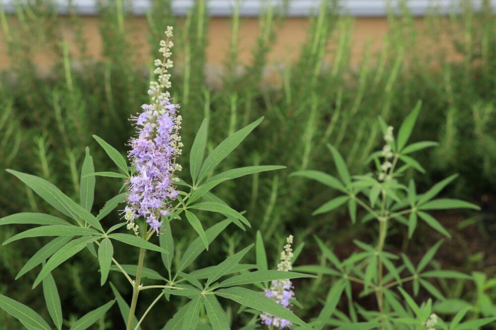 爽やかな西洋ニンジンボクの花