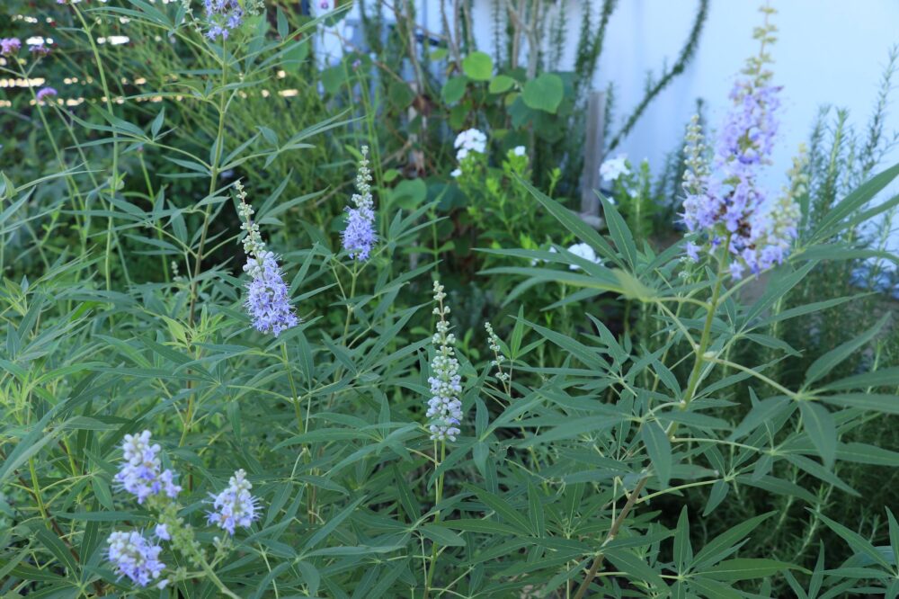 西洋ニンジンボクの木