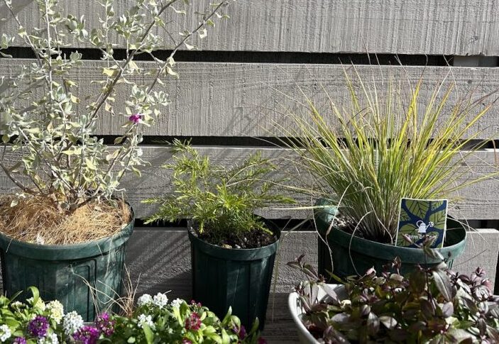 冬のメリニスサバンナ