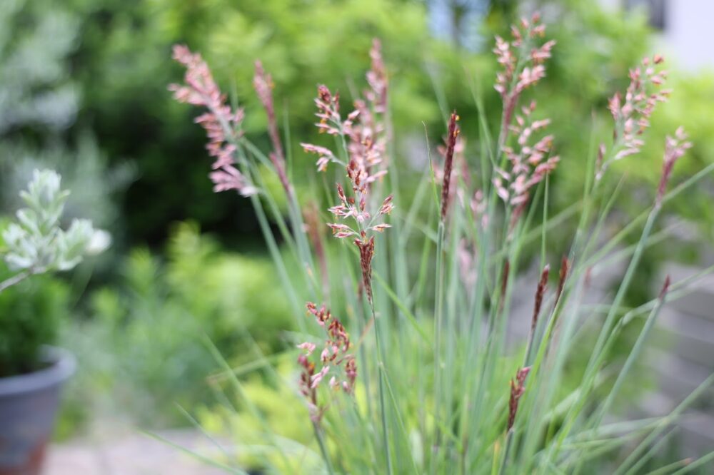 紅い穂を咲かせるメリニスサバンナ