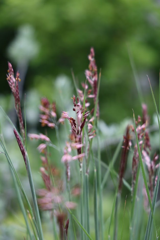紅い穂を咲かせるメリニスサバンナ
