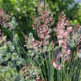 メリニス・サバンナの紅い穂