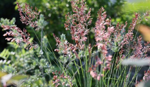 庭を彩るルビーグラス！メリニス・サバンナの育て方｜写真で見る栽培ストーリー