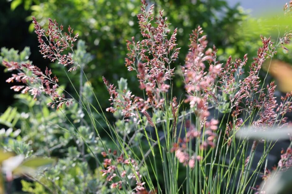 メリニス・サバンナの紅い穂