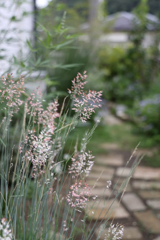 メリニスサバンナのふわっとした穂
