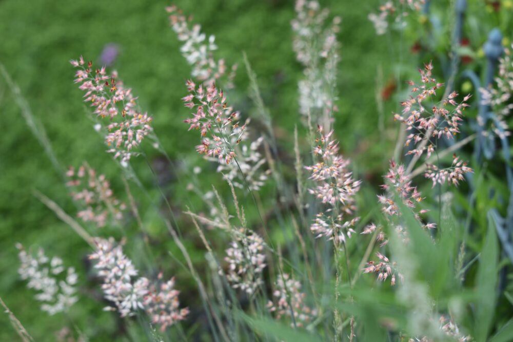 メリニス・サバンナのピンク色の穂