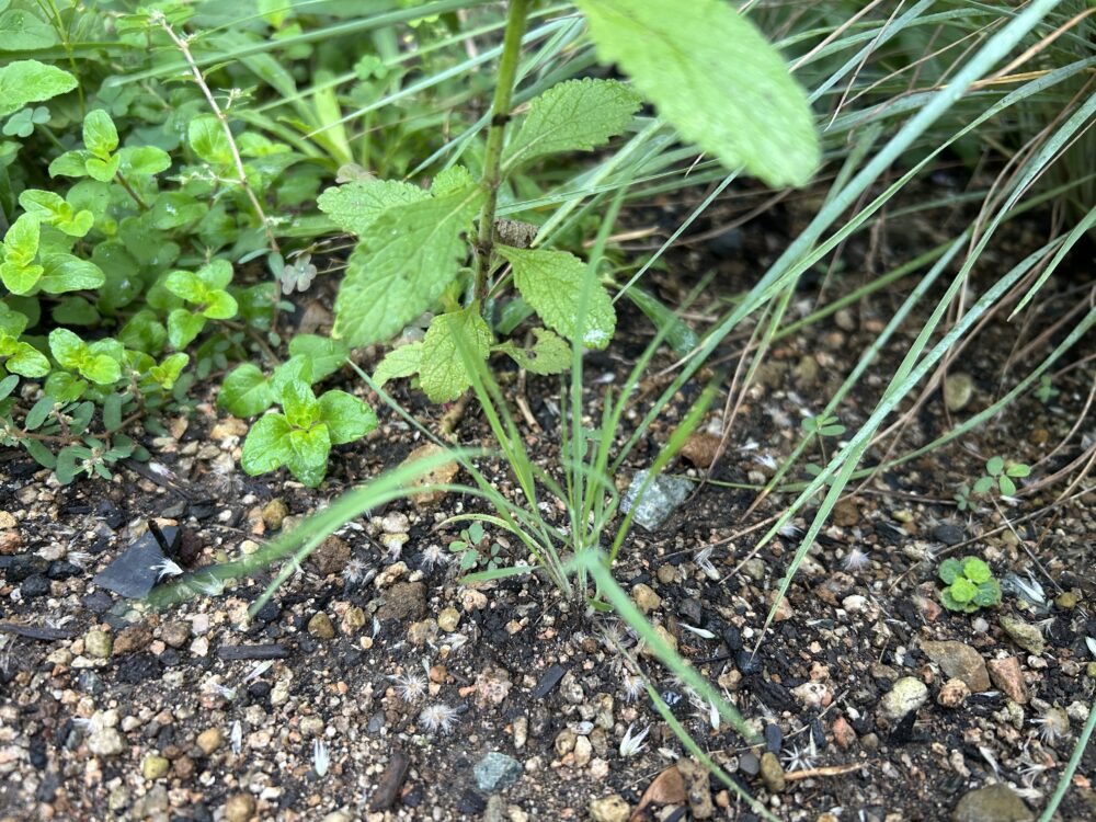 メリニスサバンナのこぼれ種