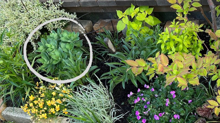 オオベンケイソウの芽吹き