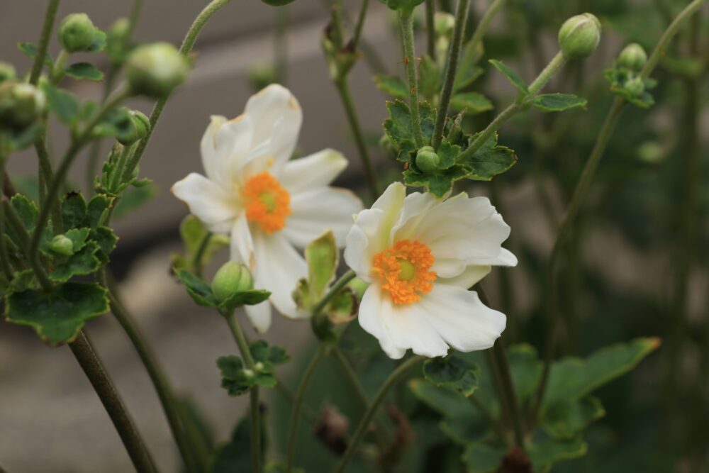 八重咲の秋明菊の花
