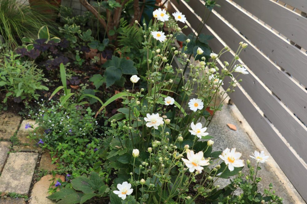 シュウメイギクの花