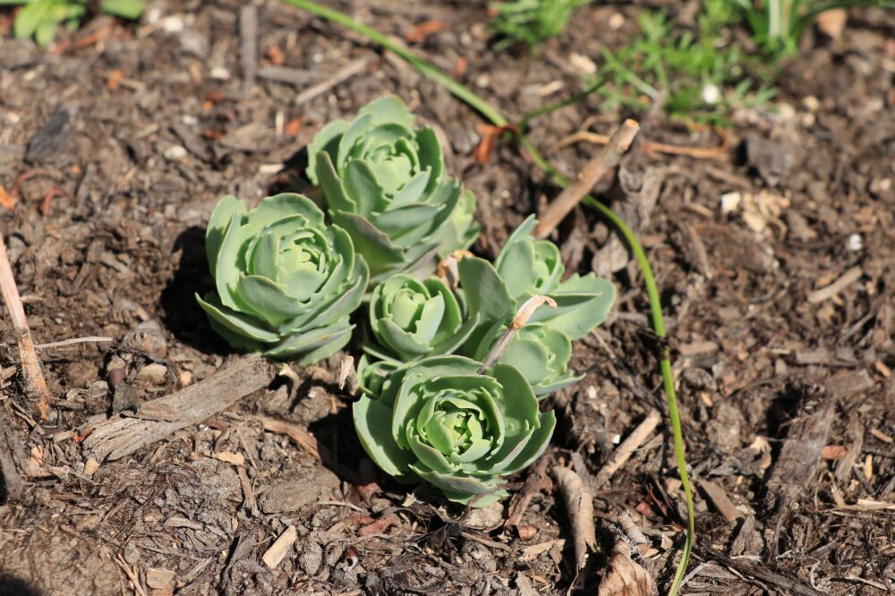 セダム・オータムジョイの芽吹き