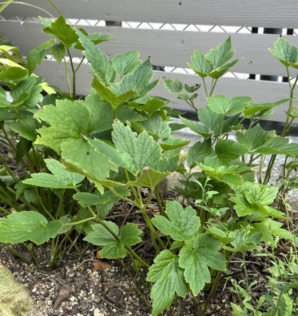 シュウメイギクの葉