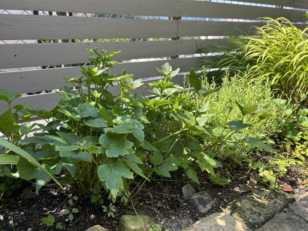 シュウメイギク