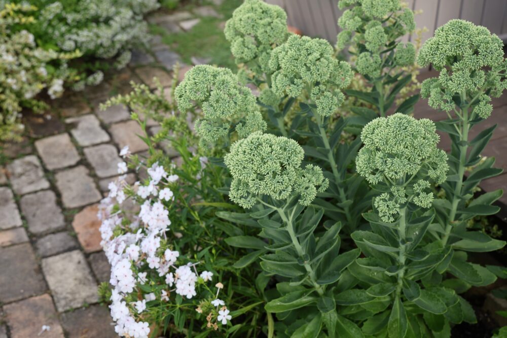 セダム・オータムジョイの蕾