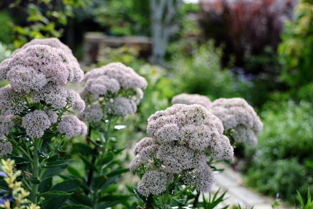 咲き始めのセダム・オータムジョイの花