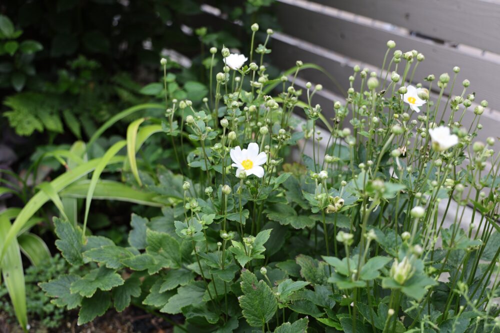 秋明菊の白い花