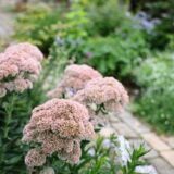 オオベンケイソウ・オータムジョイ