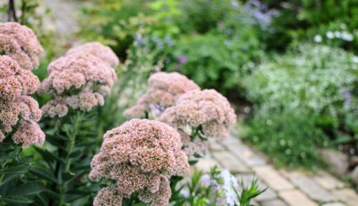 秋の庭を彩る丈夫な宿根草｜オオベンケイソウ ‘オータムジョイ’ の育て方