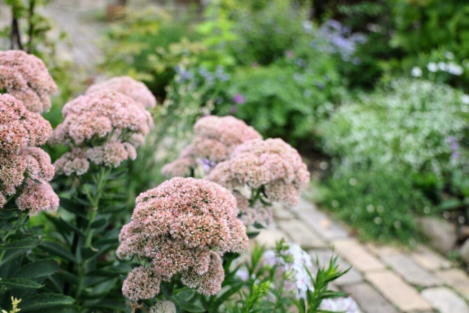 オオベンケイソウ・オータムジョイ