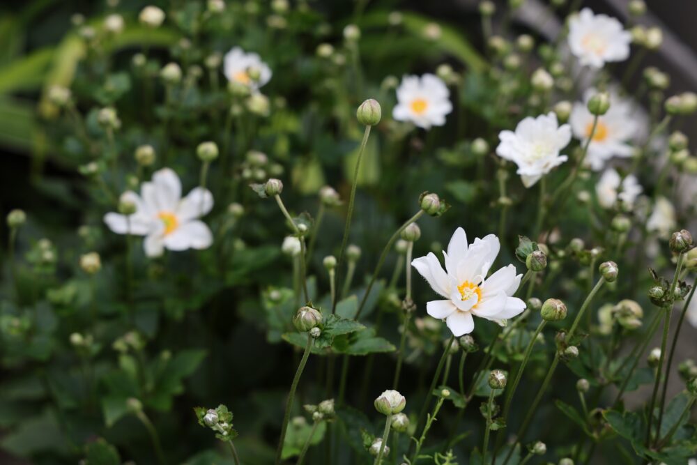 白いシュウメイギクの花