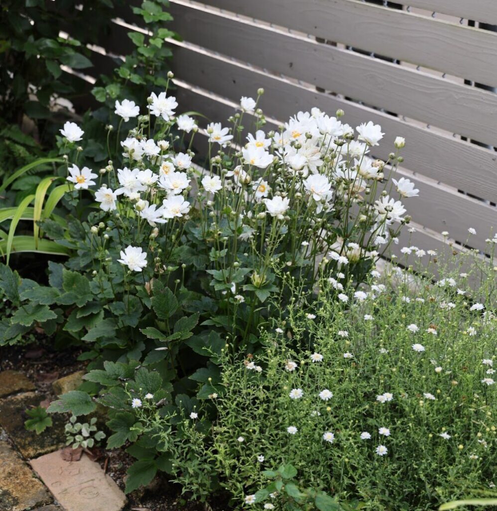  シュウメイギクの白い花