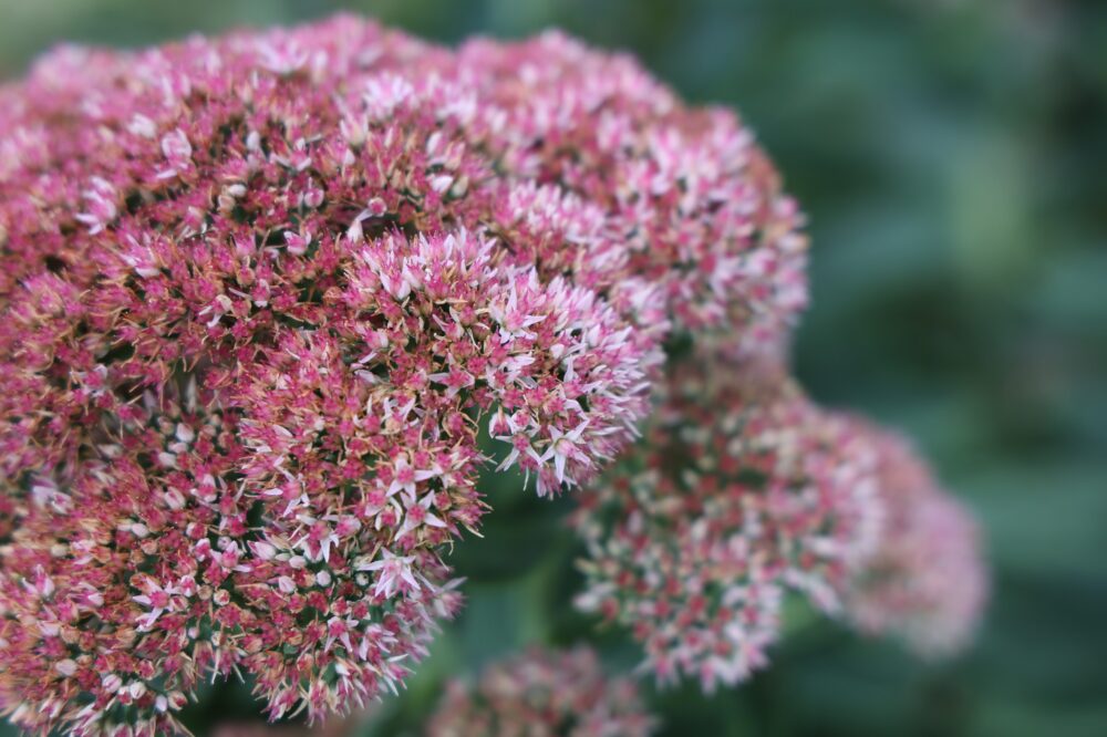 オオベンケイソウの花
