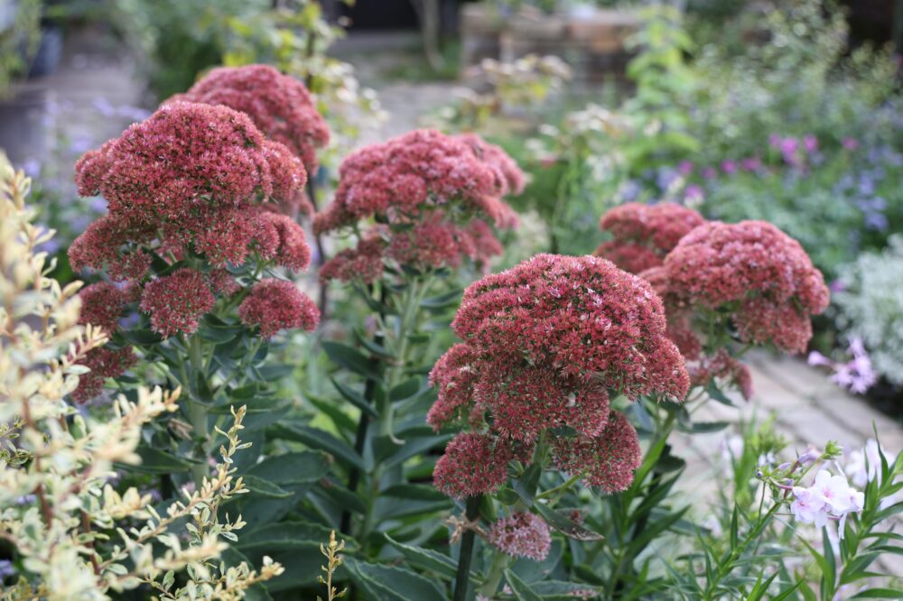 花色が変化するセダム・オータムジョイ