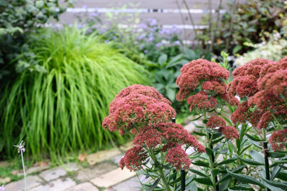 セダム・オータムジョイの花
