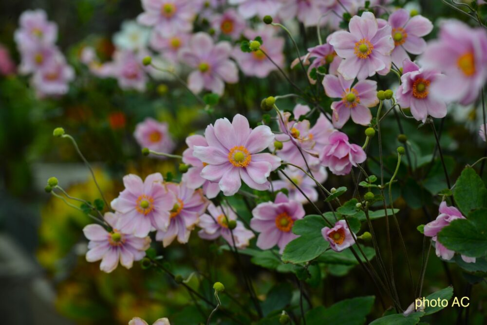 シュウメイギクの花