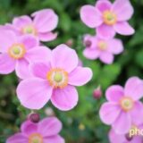 シュウメイギク