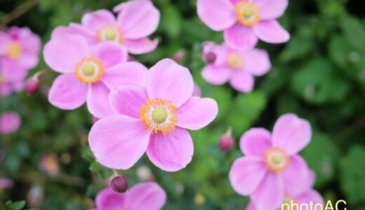 秋の庭に風情を添えるシュウメイギク（秋明菊）の魅力と育て方