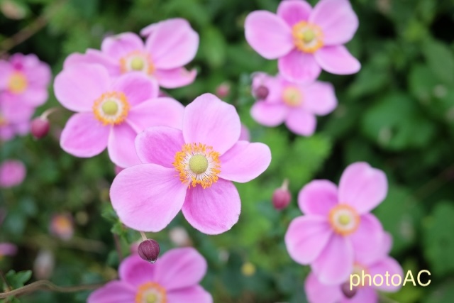 シュウメイギク