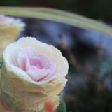 花のような葉牡丹