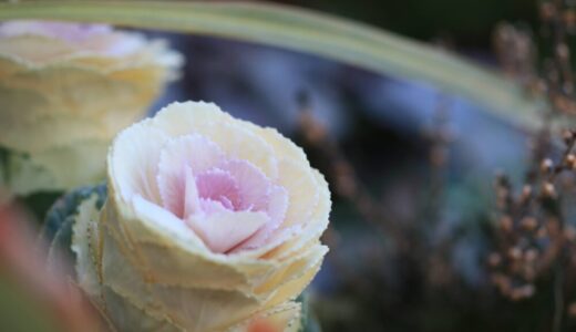 冬こそ始めどき！寒さに負けない、冬のお庭を彩るおすすめの植物5選