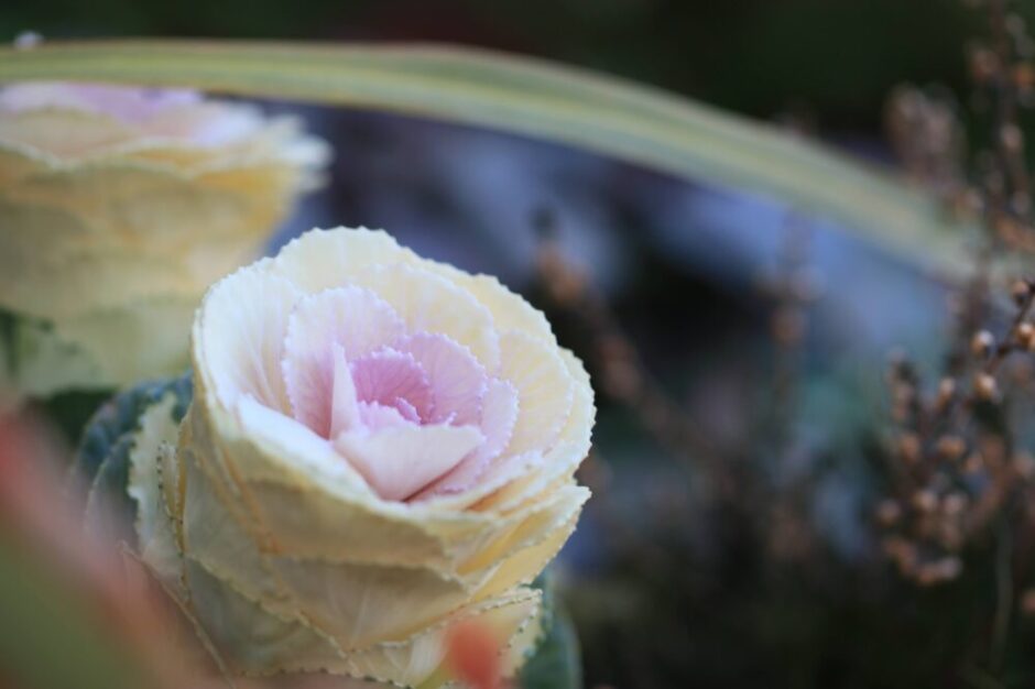 花のような葉牡丹