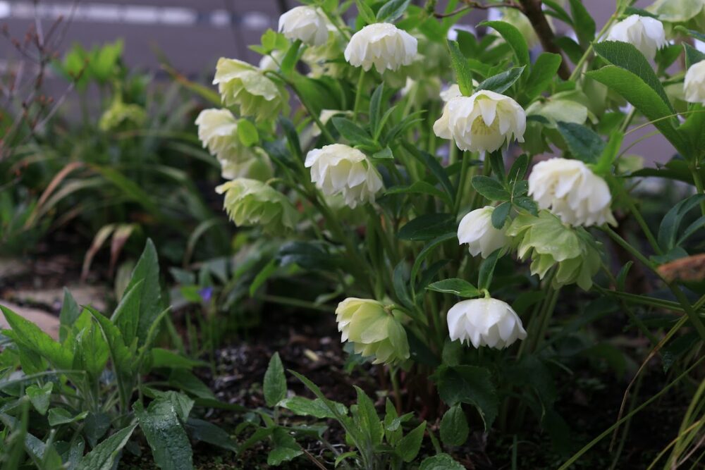 八重咲のクリスマスローズ