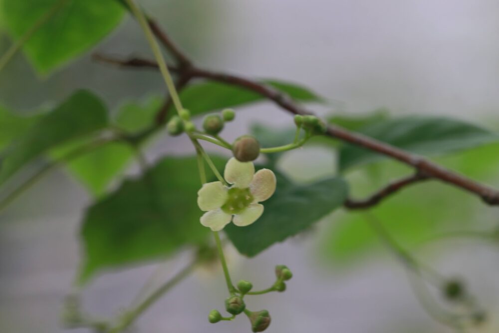 可憐なツリバナの花