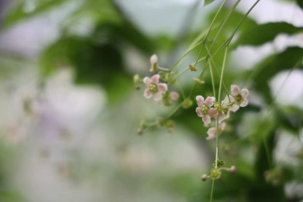 可憐なツリバナの花