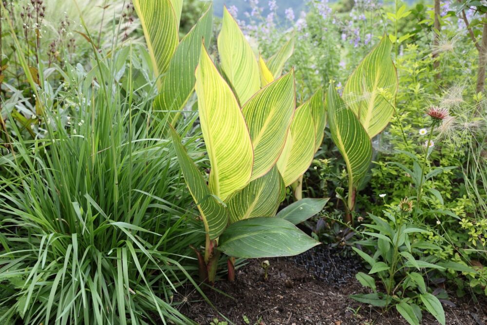 斑入りカンナ・ベンガルタイガー