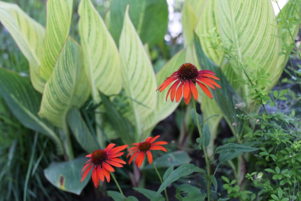 カンナ・ベンガルタイガー