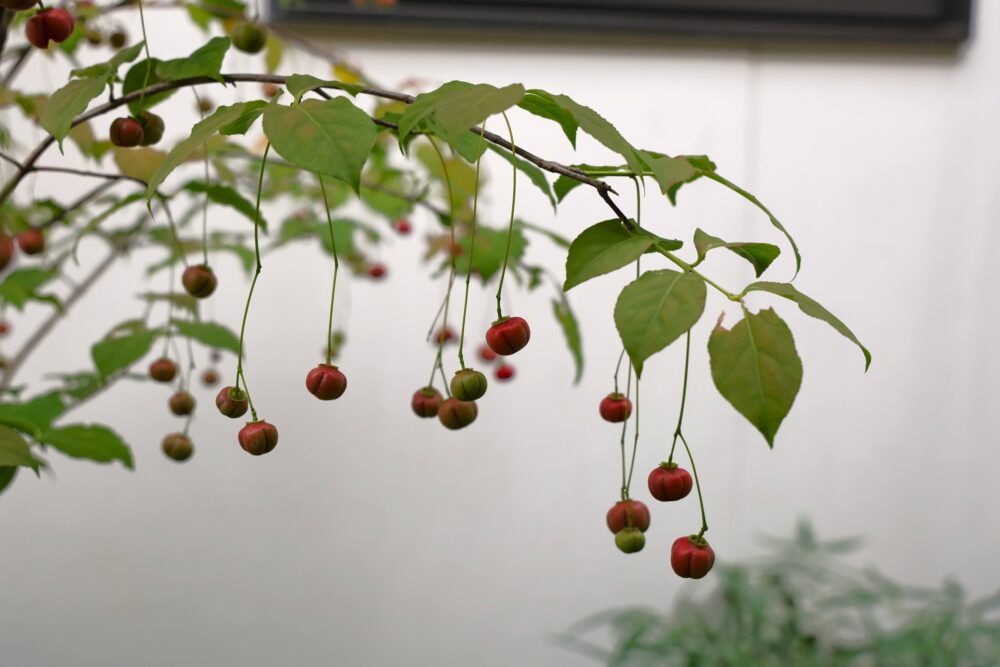 赤く色づいたツリバナの実