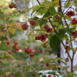 ツリバナの赤い実