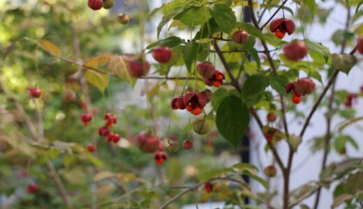ツリバナの特徴と育て方｜秋の赤い実が魅力　