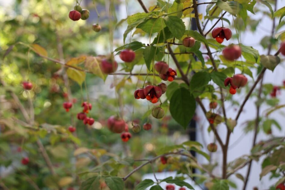 ツリバナの赤い実