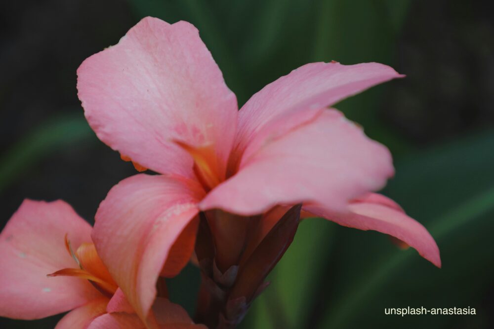 ピンク色のカンナの花
