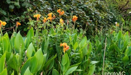 お庭にぜひ取り入れたい、インパクト最高のカンナの育て方｜失敗しない冬越し対策をまとめて解説