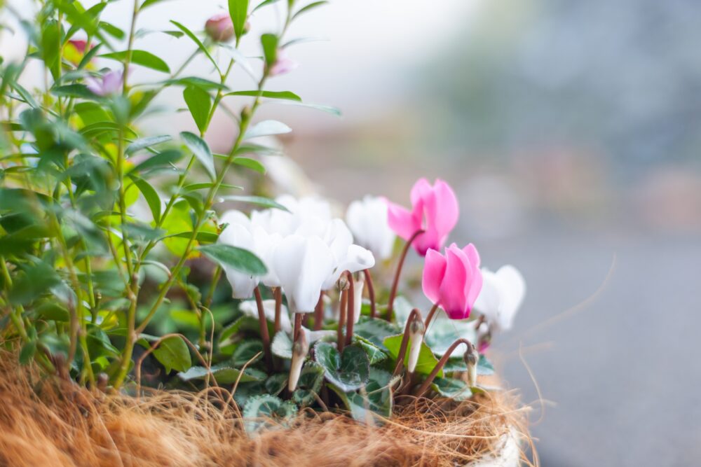 ガーデンシクラメンの花