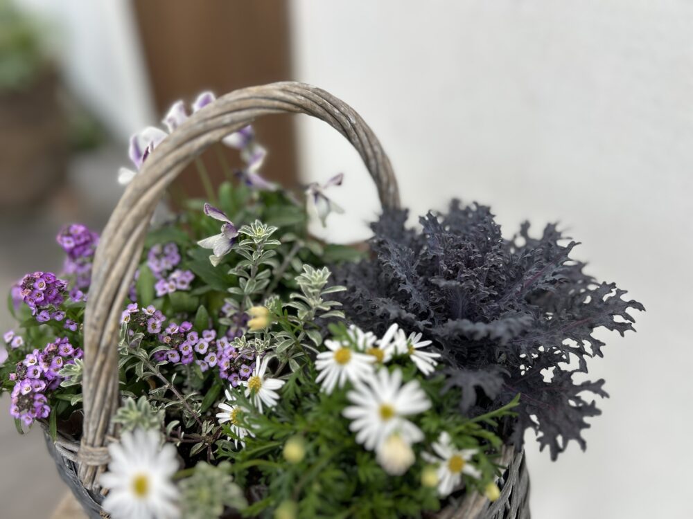 寄せ植えの葉牡丹